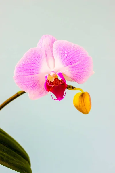 Świeży kwiat orchidei na jasnoniebieskim tle. Piękno i zdrowie. Karta z życzeniami. Kobieca stylista. — Zdjęcie stockowe