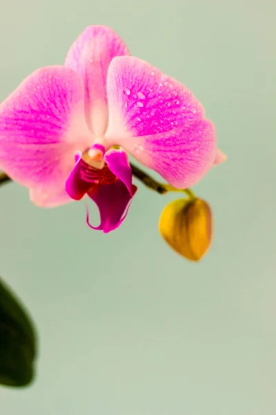 Verse orchidee bloem op licht blauwe achtergrond. Schoonheid en gezondheid. Wenskaart. Vrouwelijk design. — Stockfoto