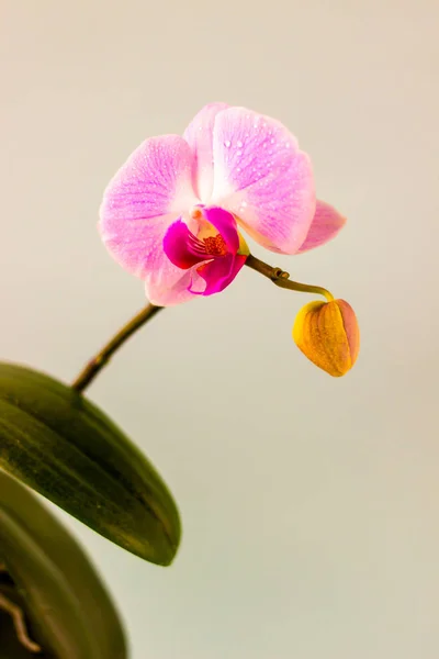 Flor fresca da orquídea no fundo azul claro. Beleza e saúde. Cartão de felicitações. Desenho feminino . — Fotografia de Stock