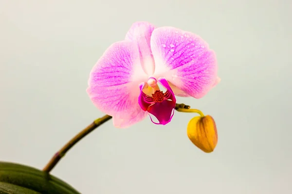 Świeży kwiat orchidei na jasnoniebieskim tle. Piękno i zdrowie. Karta z życzeniami. Kobieca stylista. — Zdjęcie stockowe