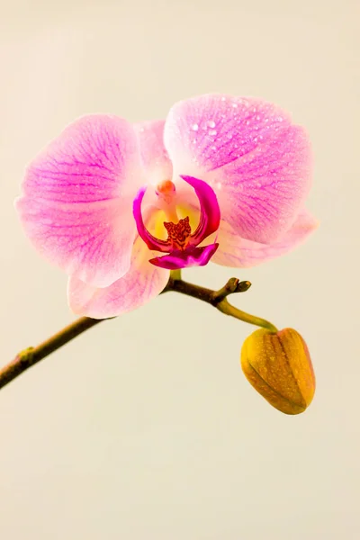 Verse orchidee bloem op licht blauwe achtergrond. Schoonheid en gezondheid. Wenskaart. Vrouwelijk design. — Stockfoto