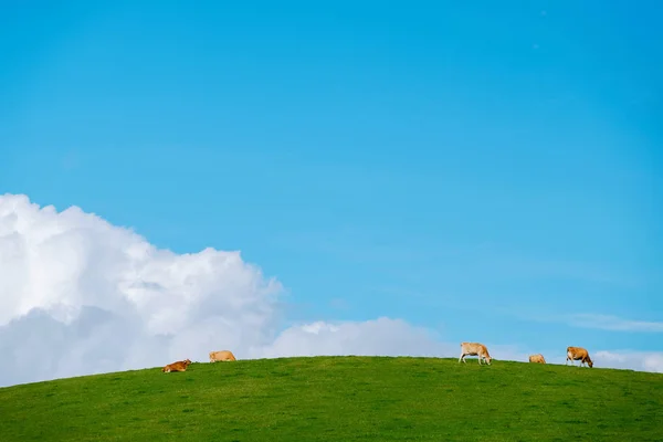 Hügellandschaft Mit Wiesen Und Kühen Milchviehbetrieb Sonnigen Tagen Blauer Himmel — Stockfoto