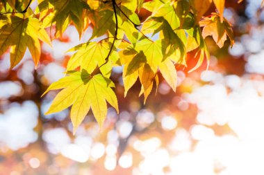 Güz ve sonbahar sezon kavramı, bak gökyüzü atış yukarıda, Closeup akçaağaç yaprakları güneşli gün