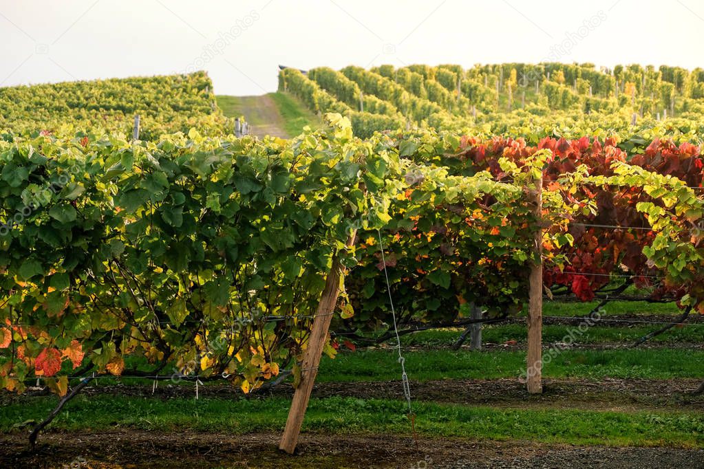 Rows of Vineyard Grape in Fall and Autumn Season. Landscape of Winery Farm Plantation,Taken before Sunset