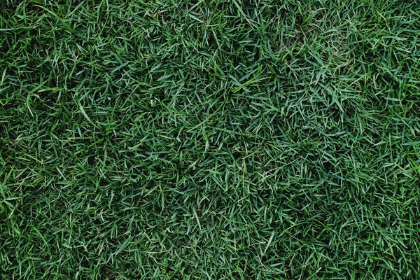 Lawn Texture. Green Grass Background, Top view and Closeup of Soccer Field