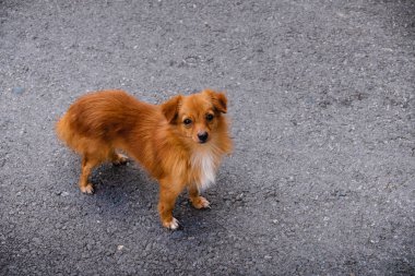 Sokaktaki Kahverengi Chihuahua Köpeği. Kameraya Bakmak
