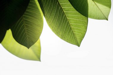 Yaz veya İlkbaharda Arkadan Aydınlatmalı Yeşil Yaprak. Doğal Güneş ışığı Parlayan