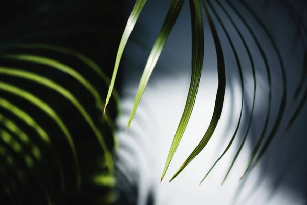 Feuille de palmier d'Areca dans la lumière d'été. Lumière du soleil fait ombre de feuillage — Photo
