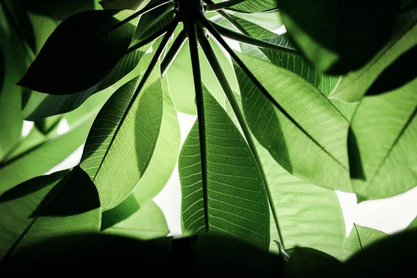 Feuille verte rétro-éclairée en été ou au printemps. Lumière naturelle du soleil qui brille — Photo