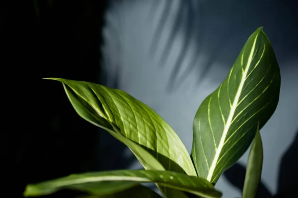 Dumb Cane Lub Dieffenbachia Tropical Green Leaf Lecie Światła Sunlight — Zdjęcie stockowe