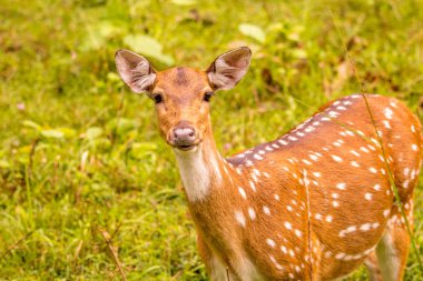 Benekli geyik seviyesindeki bakıyor 