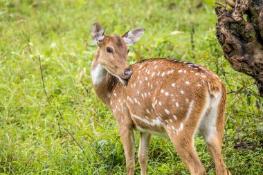 bakan ve kokulu benekli geyik 