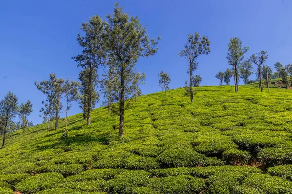 tea gardens or tea estates at ooty hill station with beautiful clouds