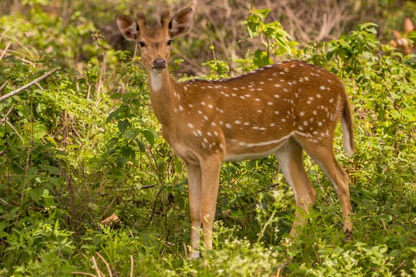 Cervo Manchado Com Seu Olhar Bonito Área Floresta Kabini — Fotografia de Stock