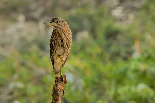 Indian Pond Heron Com Seu Incrível Fundo Santuário Pássaros Índia — Fotografia de Stock