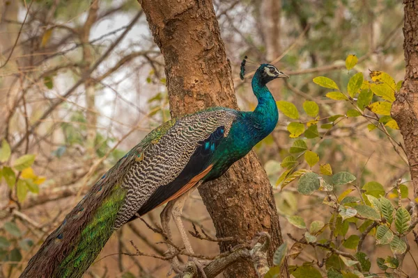 Indische Peacock Kabini Bosgebied — Stockfoto