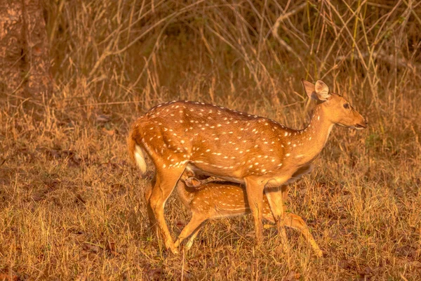 Cervo Macchiato Che Alimenta Suo Bambino Nella Foresta Kabini — Foto Stock