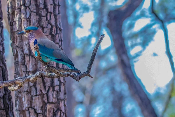 Indian roller , blue jay bird at kabini forest area