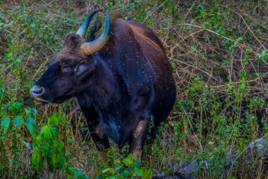 bizon: kabini orman alanında yiyecek arama hint gaur