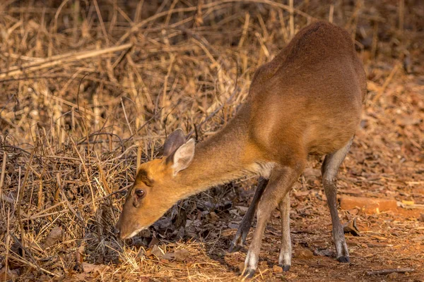 Cervo Latido Indiano Muntjac Hills Reserva Tigre — Fotografia de Stock