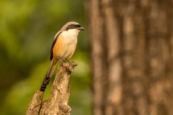 Langstaartklauwier Vogel Bij Bandipur Forest Range — Stockfoto