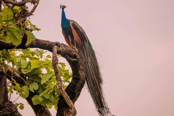 Indian Peacock Mannelijke Pauw Bandipur Bosgebied Kijken Naar Bezoekers Die — Stockfoto
