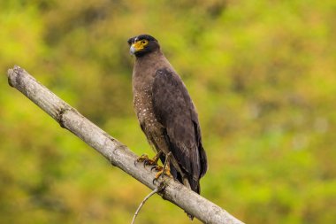 yılan kartal kuş bandipur orman alanında yiyecek arıyor