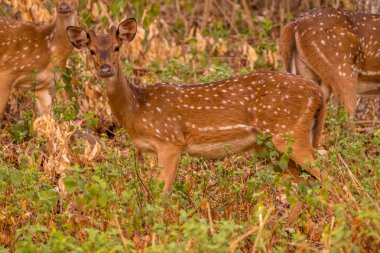 bandipur orman alanında orman safari sırasında ziyaretçilere bakan benekli geyik