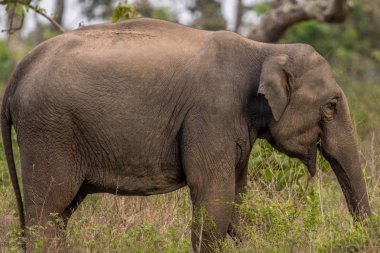 Bandipur kaplan rezerv veya orman aralığında en iyi görünümü ile Asya fil