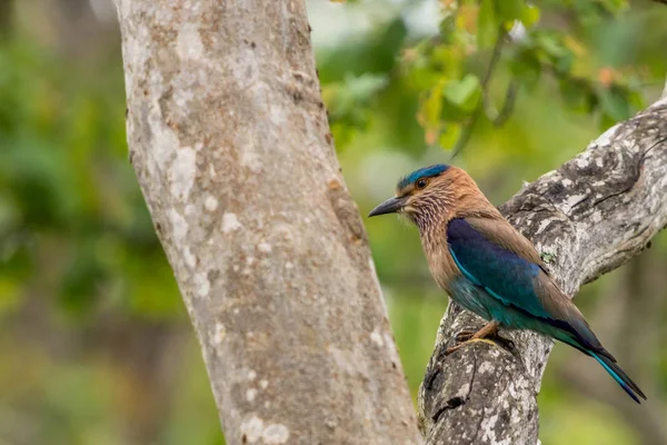 Indische Roller Blue Jay Kijken Naar Gevlekte Hert — Stockfoto