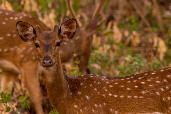 Cervos Avistados Olhando Para Visitantes Durante Safári Selva Área Floresta — Fotografia de Stock