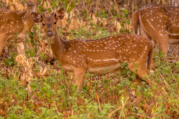 バンディプルの森林地域でジャングルサファリ中に訪問者を見つめる鹿を見つめる — ストック写真
