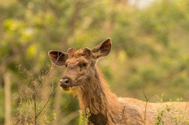 bandipur orman aralığında güzel arka plan ile sambar geyik