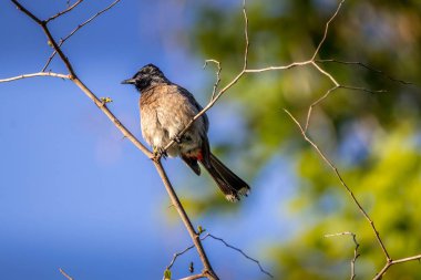 orman alanında bebeği beslemek için hazır kendi gıda ile kırmızı-bıyık bulbul 