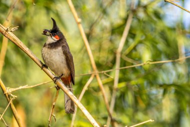orman alanında bebeği beslemek için hazır kendi gıda ile kırmızı-bıyık bulbul