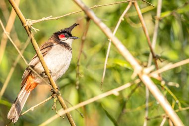 orman alanında bebeği beslemek için hazır kendi gıda ile kırmızı-bıyık bulbul