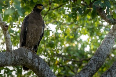 yılan kartal kuş bandipur orman alanında yiyecek arıyor