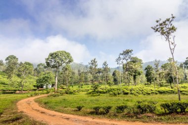 güzel bulutlar ile ooty tepe istasyonunda çay bahçeleri veya çay mülkleri