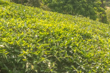 güzel bulutlar ile ooty tepe istasyonunda çay bahçeleri veya çay mülkleri