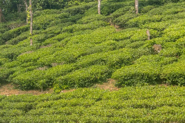 tea gardens or tea estates at ooty hill station with beautiful clouds