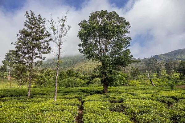 tea gardens or tea estates at ooty hill station with beautiful clouds