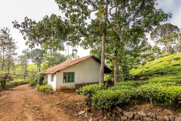 tea gardens or tea estates at ooty hill station with beautiful clouds