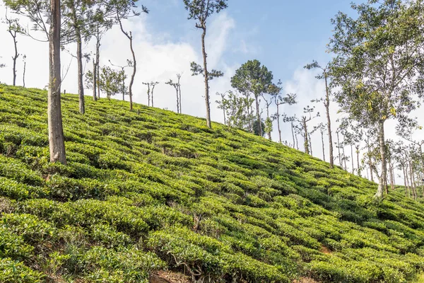 tea gardens or tea estates at ooty hill station with beautiful clouds