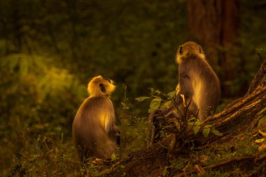 langur kabini orman alanında güneş ışınları altında ziyaretçilerbakarak