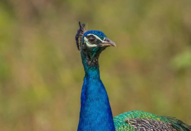 Bandipur orman bölgesinde tavus kuşu portresi 