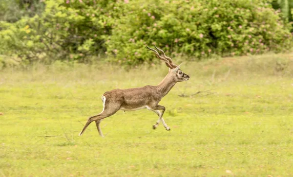 Blackbuck Antílope Indiano — Fotografia de Stock