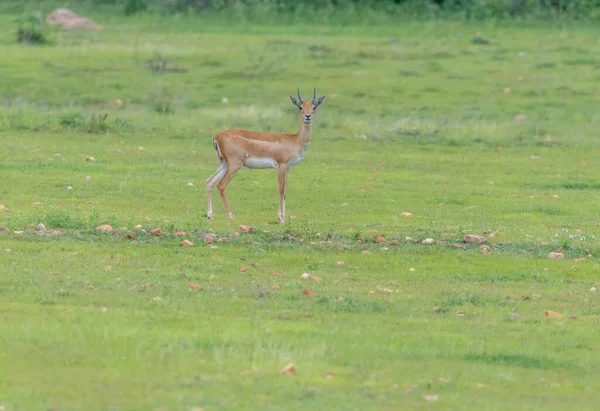 Blackbuck Antílope Indiano Olhando Para Visitante — Fotografia de Stock