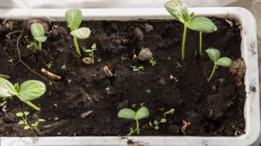 Karpuz fidelerinin tohumları hareket ediyor