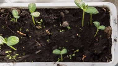 Watermeoln filizi makro zaman atlamalı video