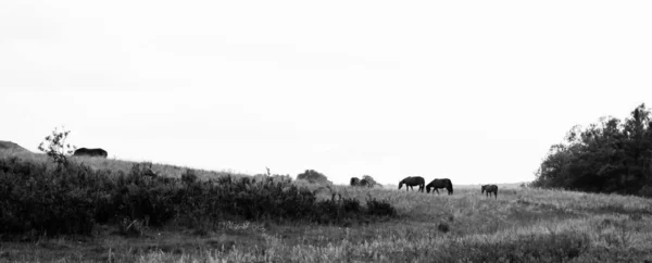 Troupeau de chevaux sur la route rurale. Pâturage de ferme de chevaux avec jument et poulailer.Photo noir et blanc — Photo